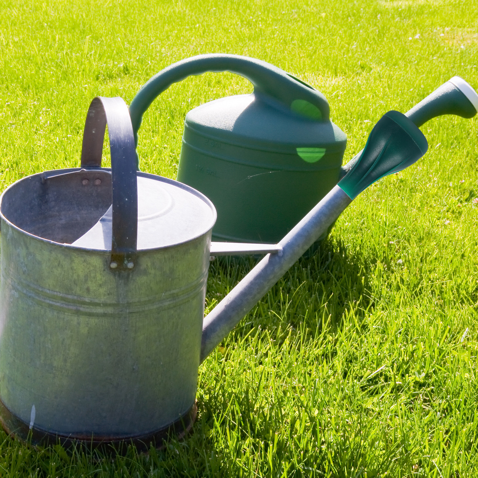 Water Can Sprinkler Head Compa - огляд і ціна Us Bonsai Garden