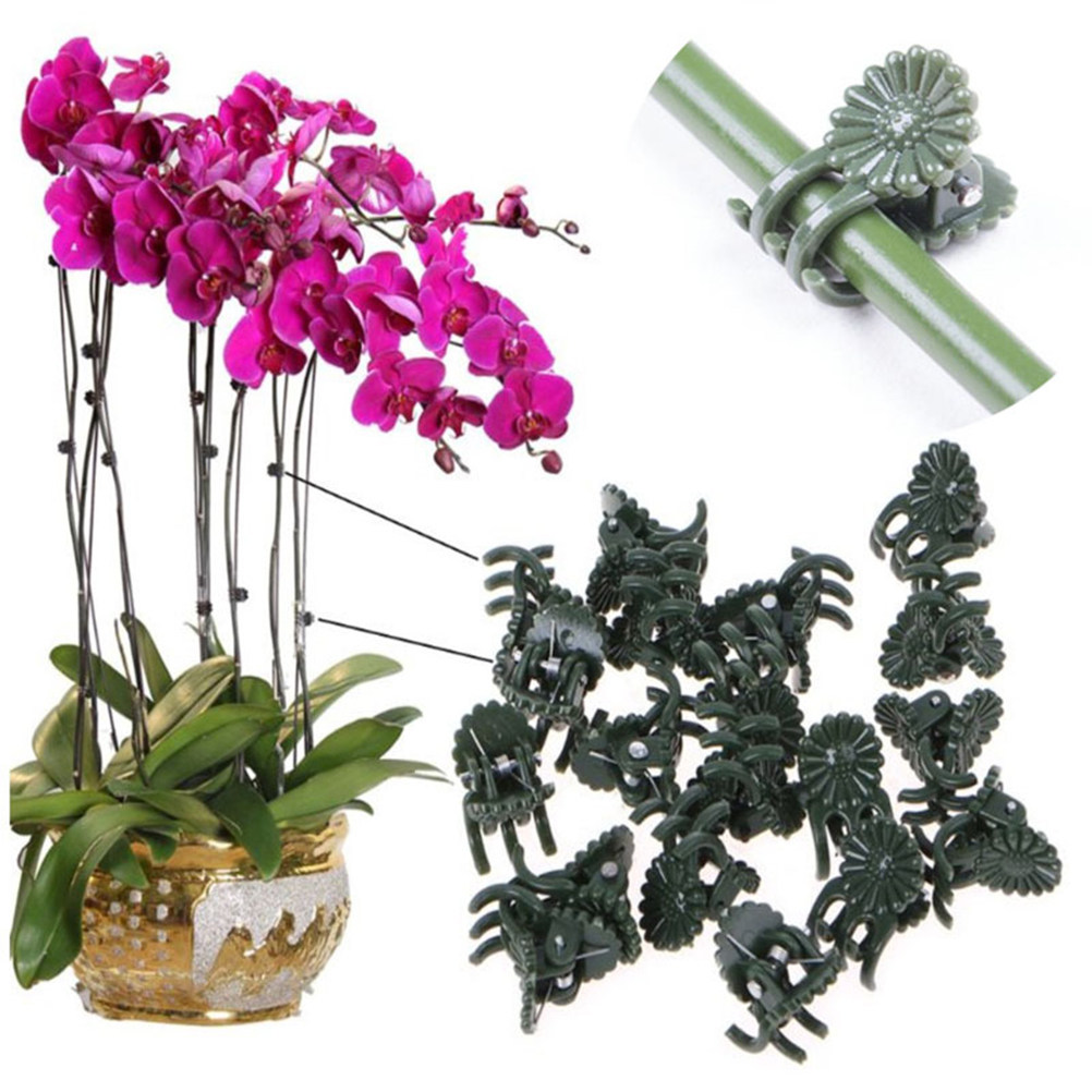 100Pcs Ladybug Shaped Orchid C - огляд і ціна Us Bonsai Garden