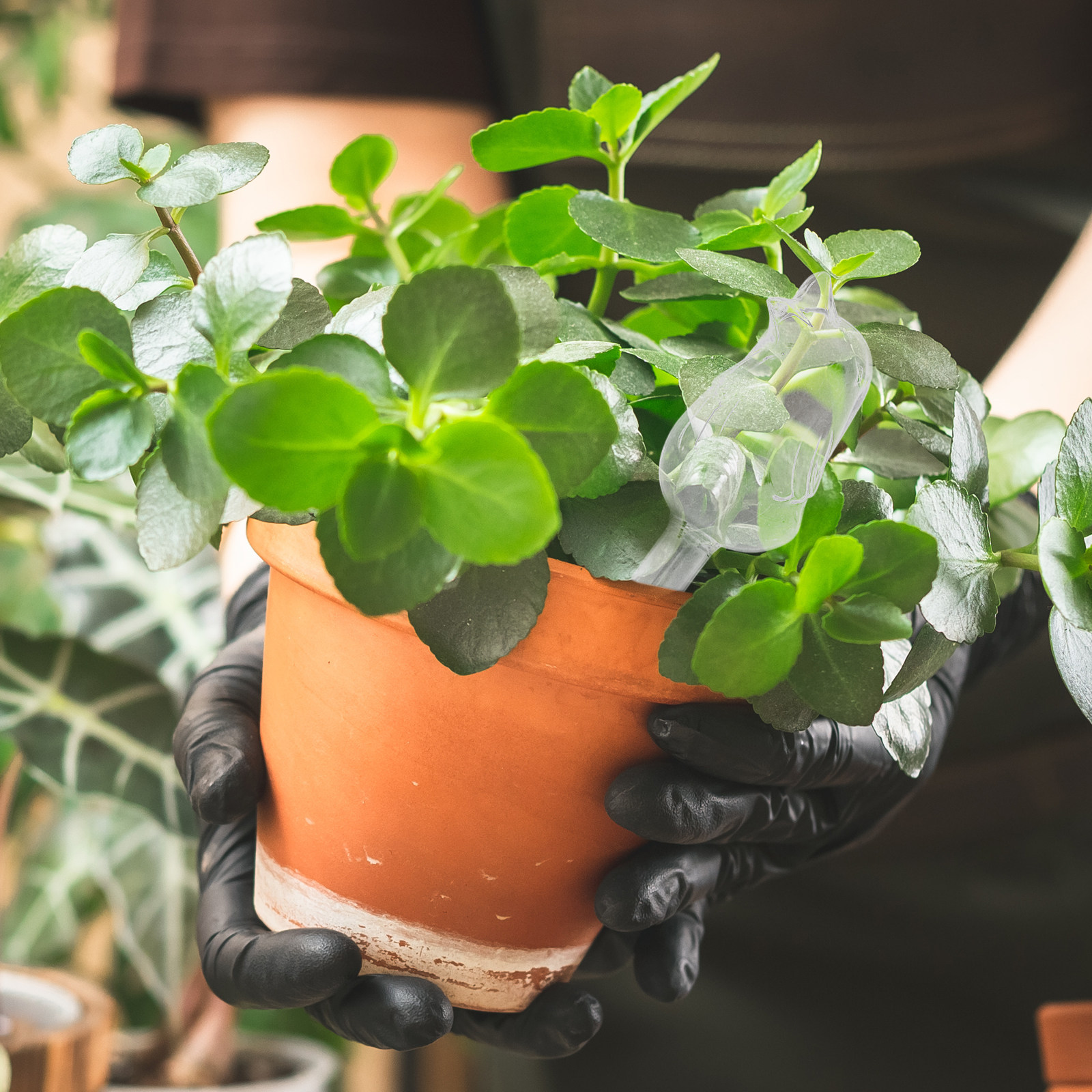 Glass Self-Watering Globes Aut - огляд і ціна Bonsai Garden Home